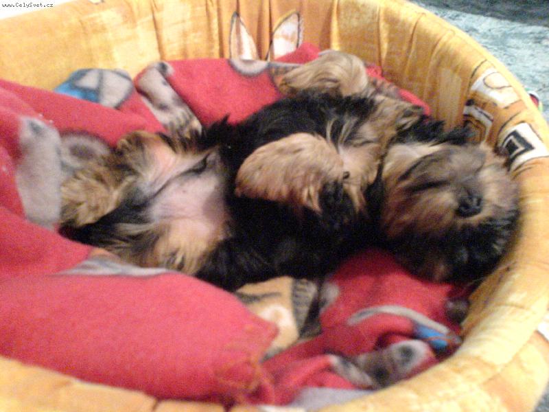 Foto: Speedy-Tak takhle spinká náš Speeďánek