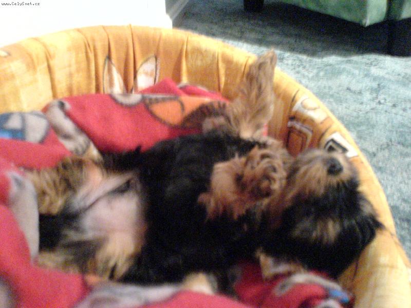 Foto: Speedy-Ruce vzhůru!!!!