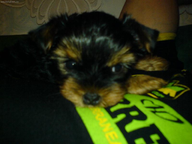 Foto: Speedy-To je kukuč