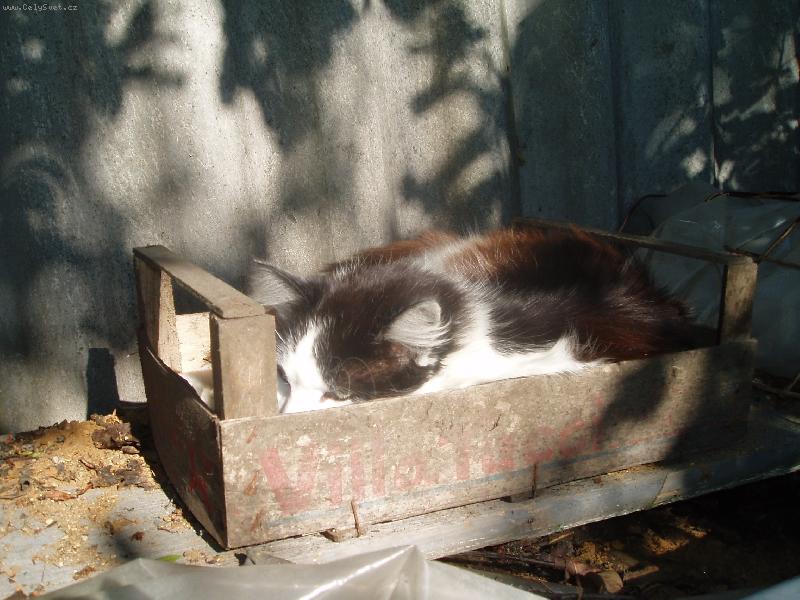 Foto: kocour Fous-..že mi nevidíte???