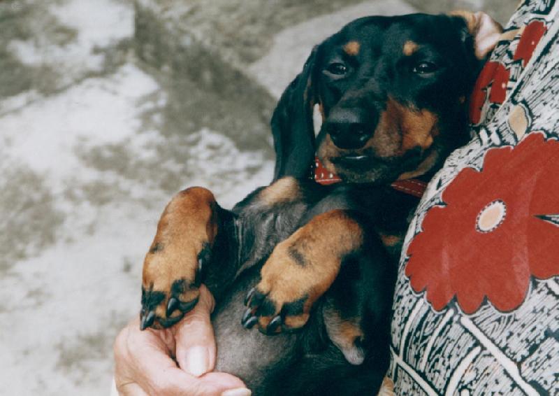 Foto: To jsou ale hlopý vosy jsem poštípanej v obličeji