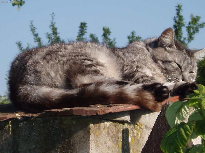 Foto: Mourinka-..odpočívám, nerušit....