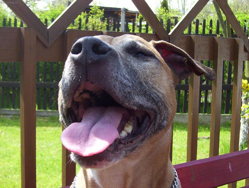 Foto: Senta Red Devil Hods-Aristokratický původ se prostě nezapře...