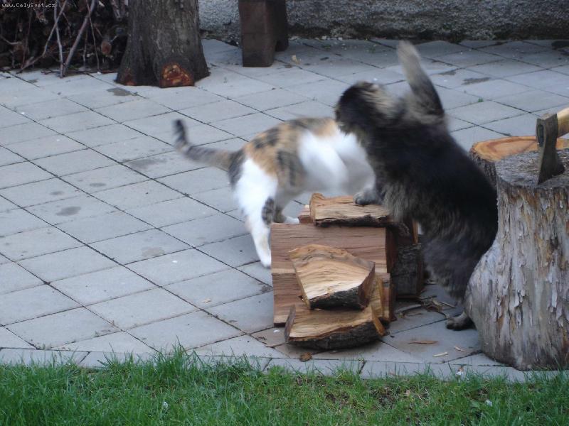 Foto: Akční rvačka-Macek s Hefidjinou se perou