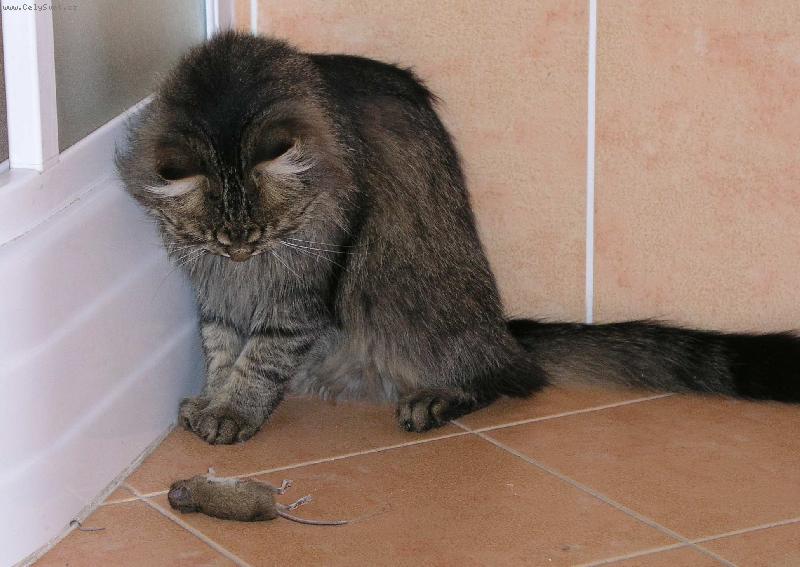 Foto: To je k jídl,nebo na hraní?-Macíček se rozmýšlí