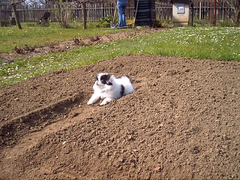 Foto: Já ten záhon dodělám.