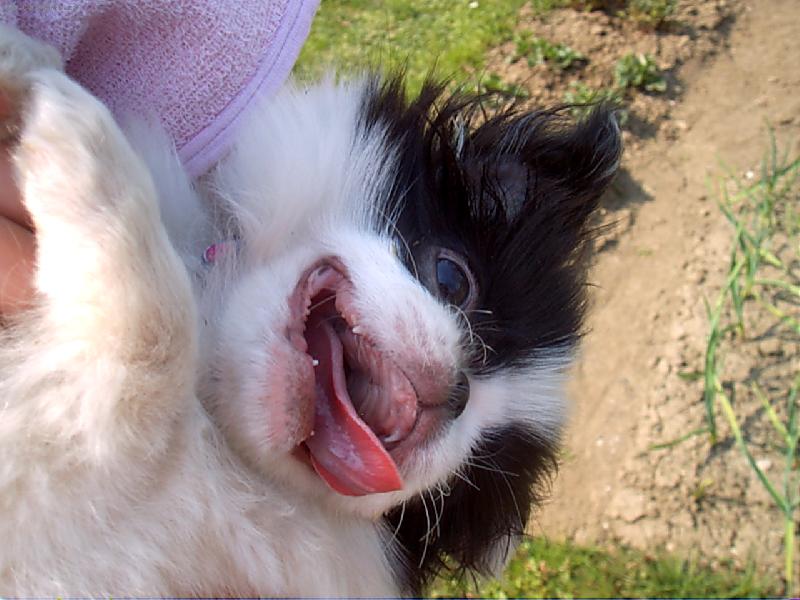 Foto: Záhon nedodělám,chytili mě.