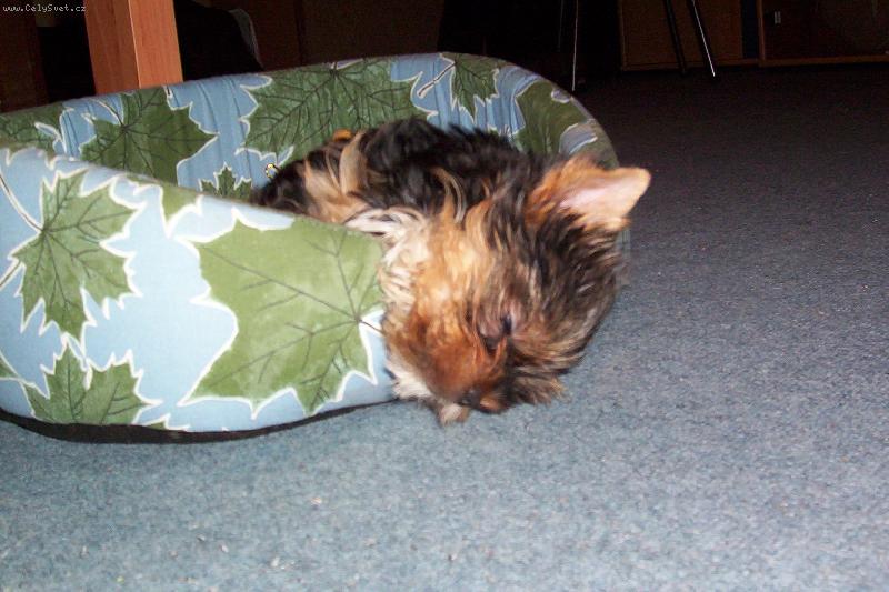 Foto: Když spím,tak spím...