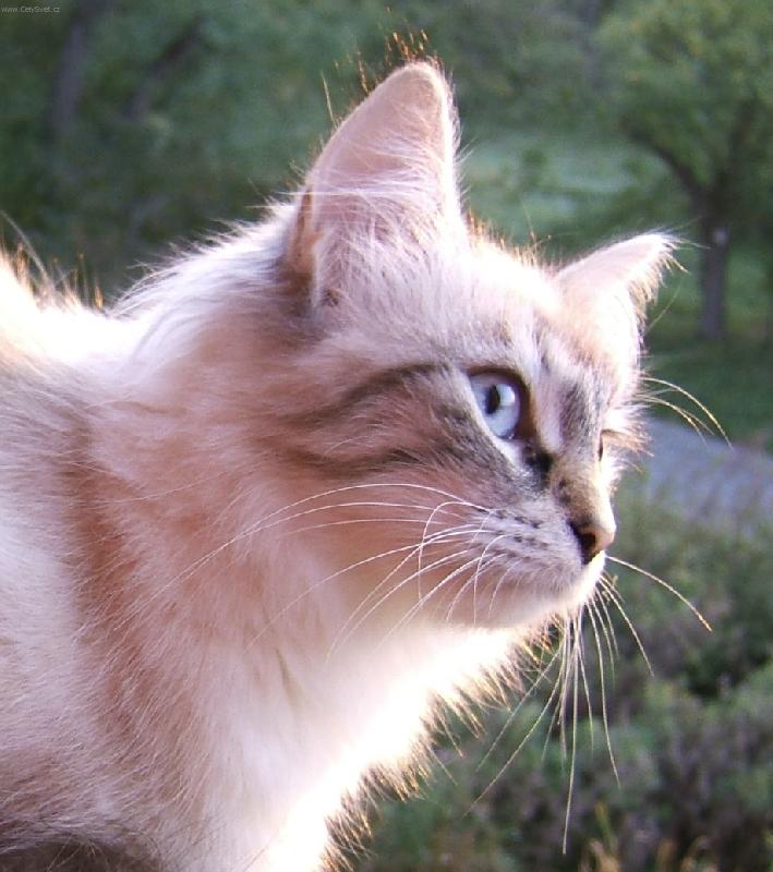 Foto: Báda vyhlíží páníčka