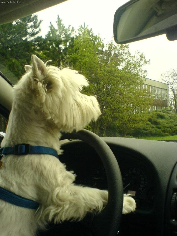 Foto: Míša-Pozor! Jeduuu