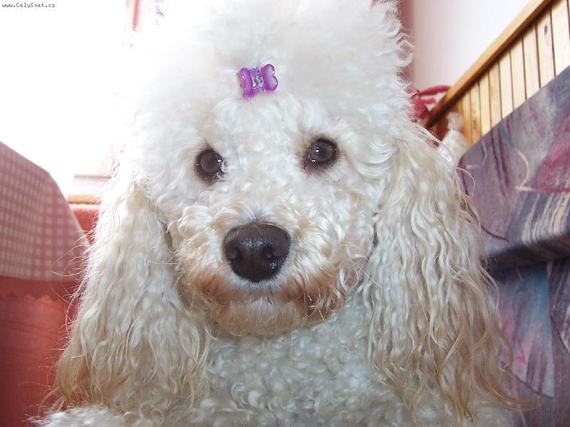 Foto: Pudlík Dixinka-Strašně ráda se fotím ....