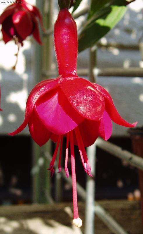 Foto: fuchsie-márinka