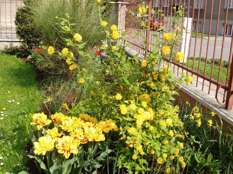 Foto: tulipány-lutá záplava