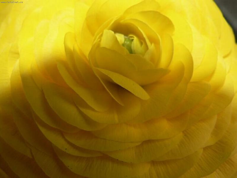 Foto: luásek-lutý pryskyřník