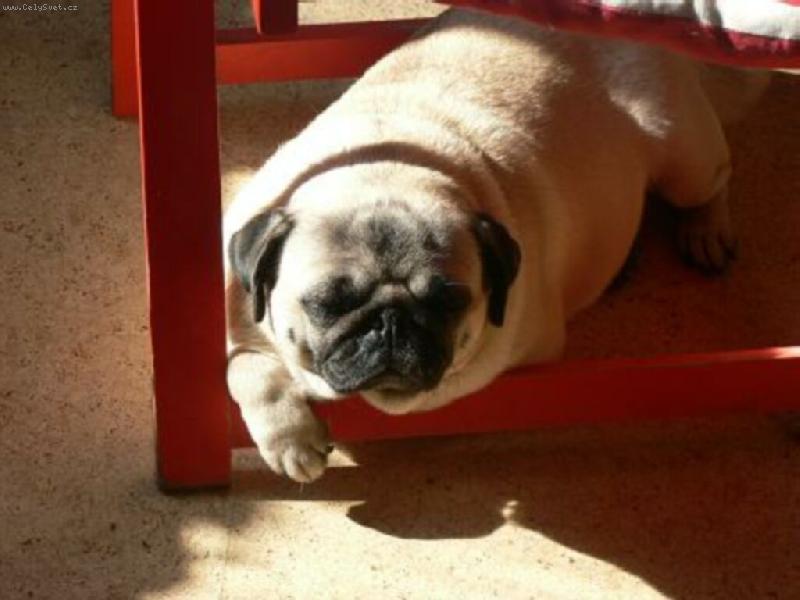 Foto: ..na sluníčku-vyhřívám se na sluníčku