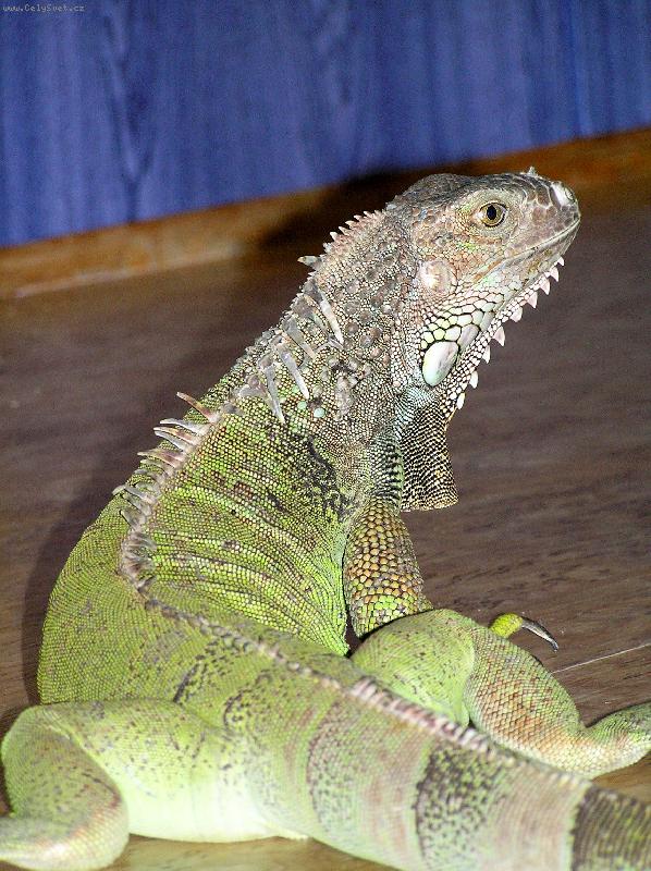 Foto: naše beruška