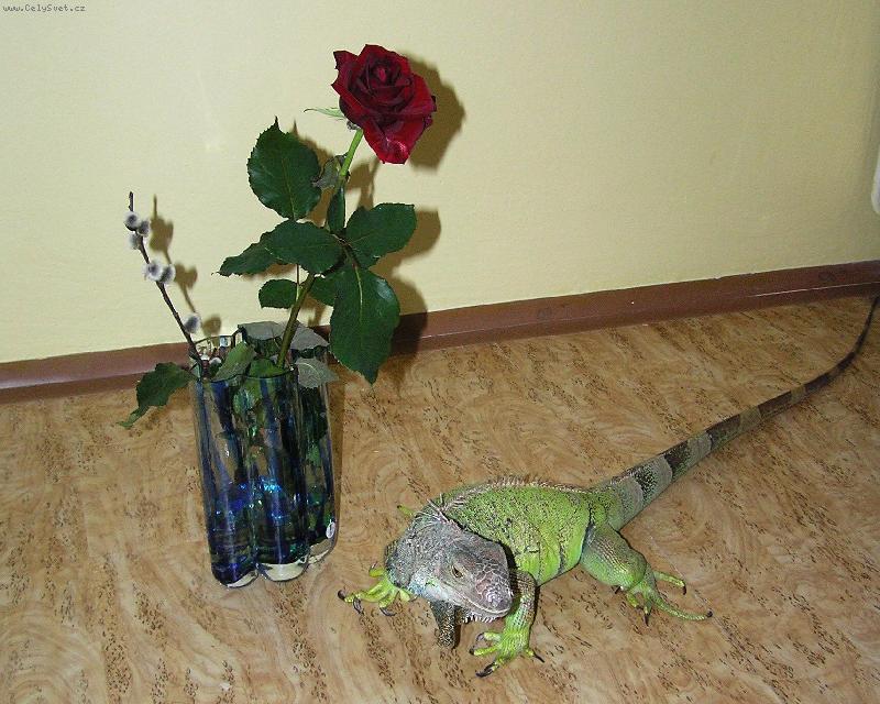 Foto: naše beruška