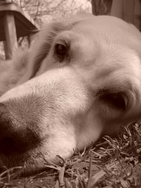 Foto: Odpolední šlofík-Jarní odpočinek na zahradě