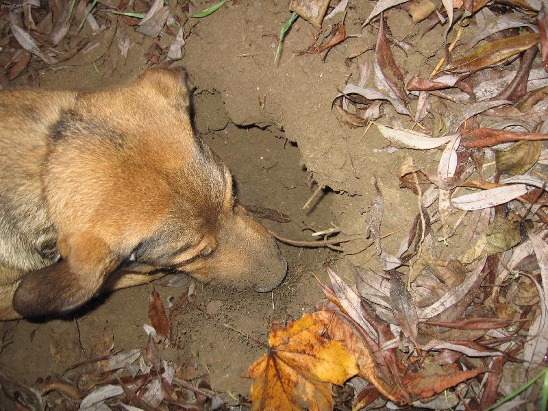 Foto: průkopník-tak uvažuju,jsem kříženec německého ovčáka a ridgebacka...kam se prokopat,Německo nebo Afrika?Německo je blíž,tak s chutí do toho