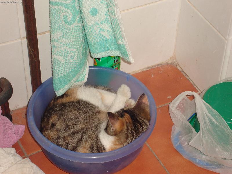 Foto: Usnula v lavóru