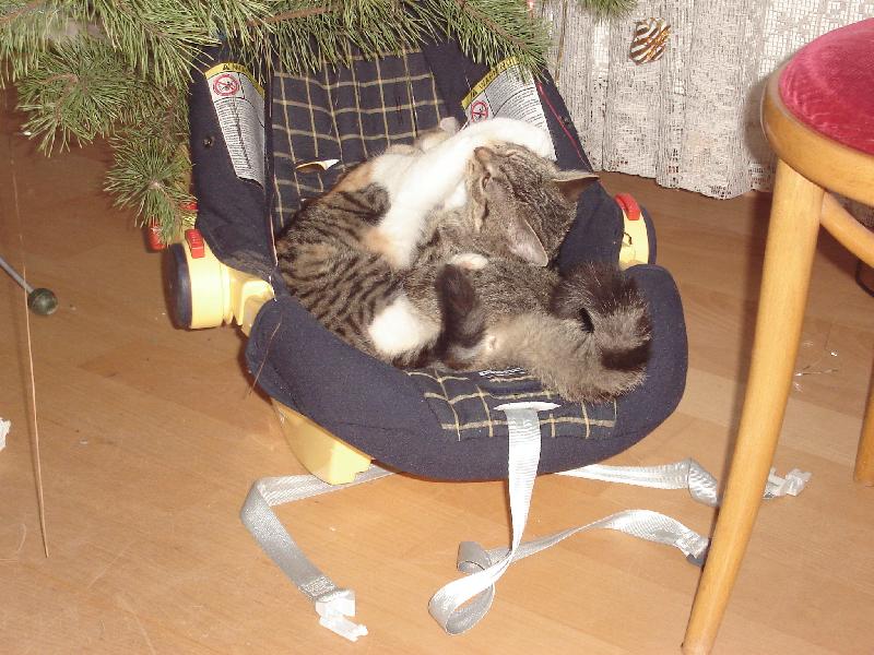 Foto: Miminka pod stromečkem-Kolik jich tam je?