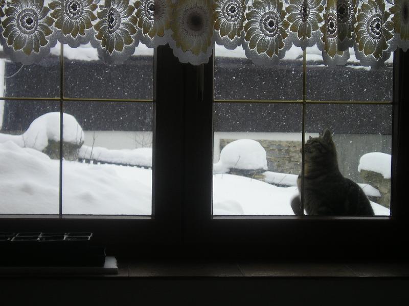 Foto: kocourek Šalamounek-chytání vloček za oknem