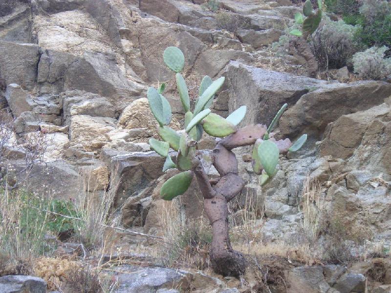 Foto: opuncie v na jihu Itálie-nenáročná