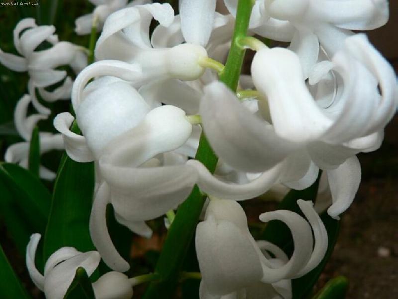 Foto: ...bílé zvonky