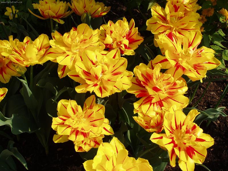 Foto: tulip�ny-jaro