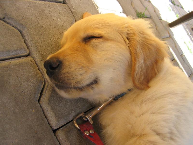 Foto: Robin-Robínek spinká