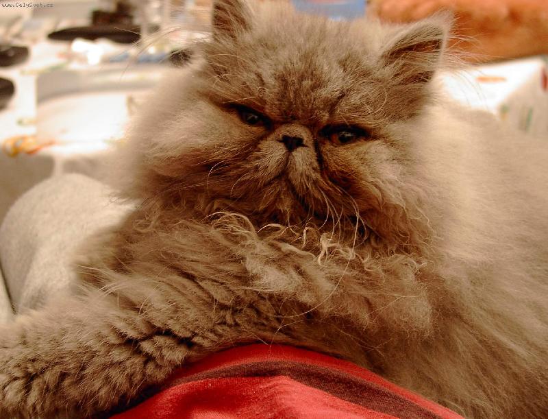 Foto: Hadži-zlatičko