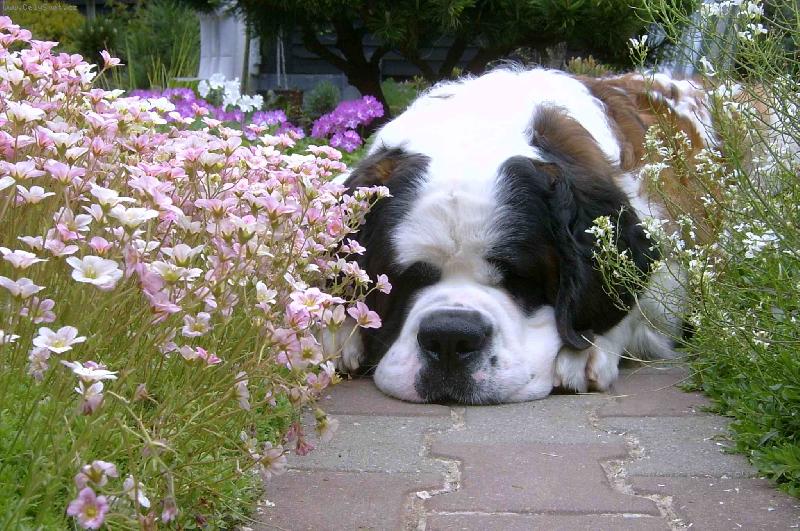 Foto: Balíček-Balíček na zahradě