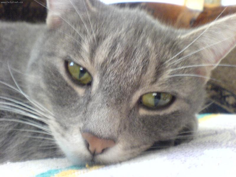 Foto: Betka při odpočinku