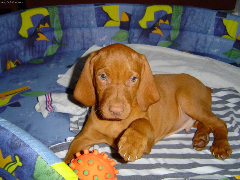 Foto: Maličký Dineček-jsem malej ale šikovnej