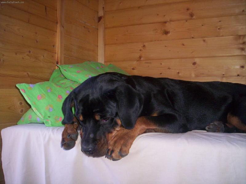 Foto: Kimi-Kde mám ten míček?