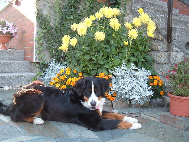 Foto: Bernský salašnický pes