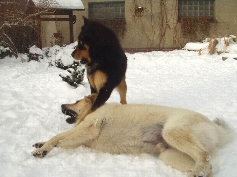 Foto: Kdo z nás dvou je silnější!!!!!!!-Dvě Tibetské dogy