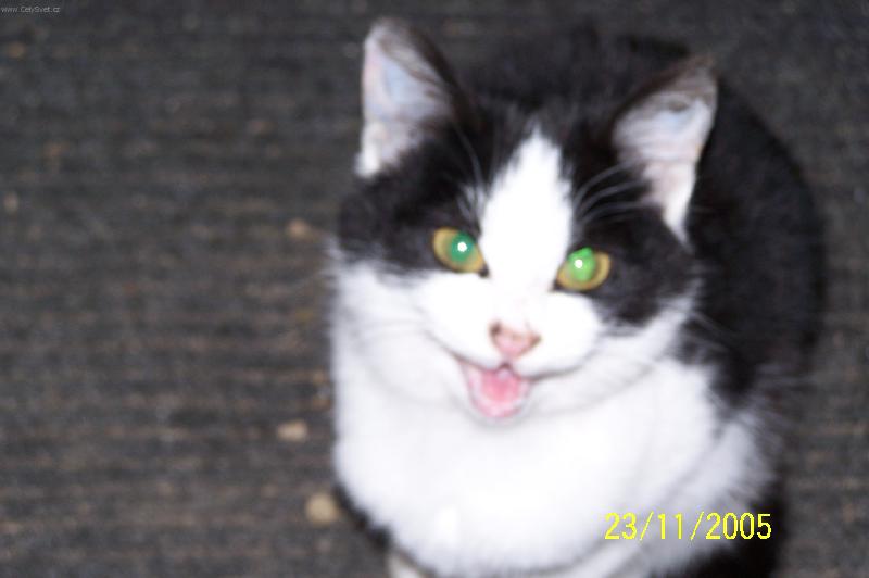 Foto: Modroočka-Kočičí úsměv