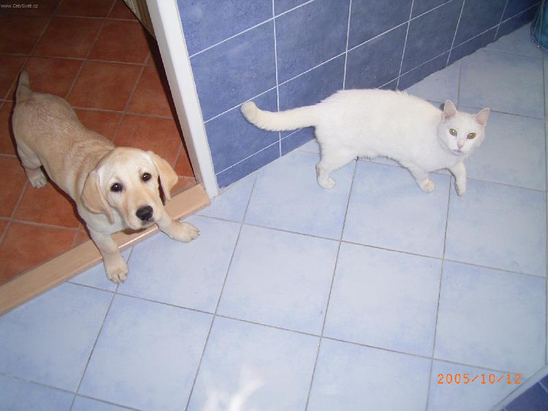 Foto: Labradorka Sárynka-Se svou milovanou kočičkou