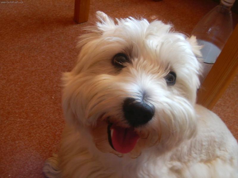 Foto: Ten život je ale stejně sranda, co?-Tak to jsem já, Jackánek.