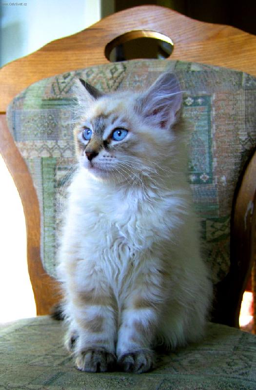 Foto: Báda-něva-barevná varianta sibiřské kočky