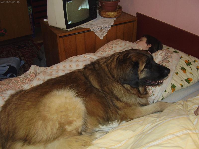 Foto: BEJBINA-..osobní strážce....