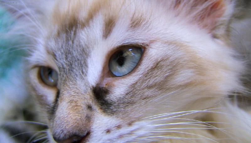 Foto: nebeský pohled-Báda