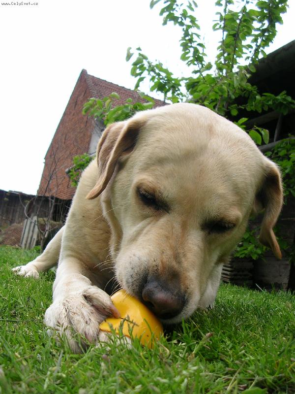 Foto: Spokojený Sany-Ham, ham.......