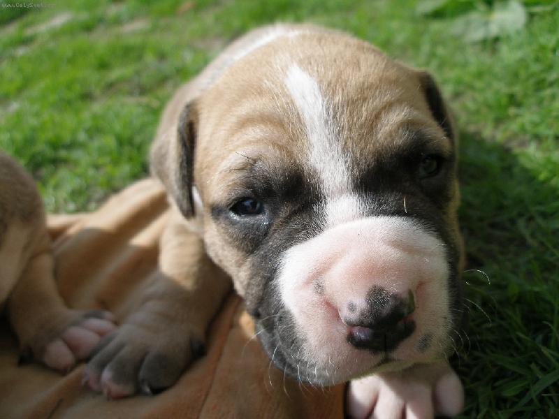 Foto: naše štěňátko-štěně amerického pitbullteriéra