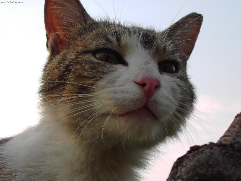 Foto: Frantík-Ve vzduchu je už jaro....