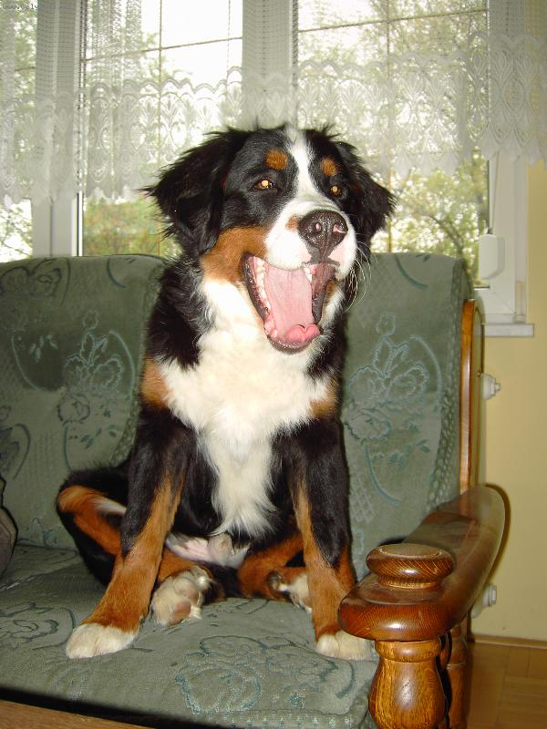 Foto: Artur po večeři-Artur by rád ještě Bobika