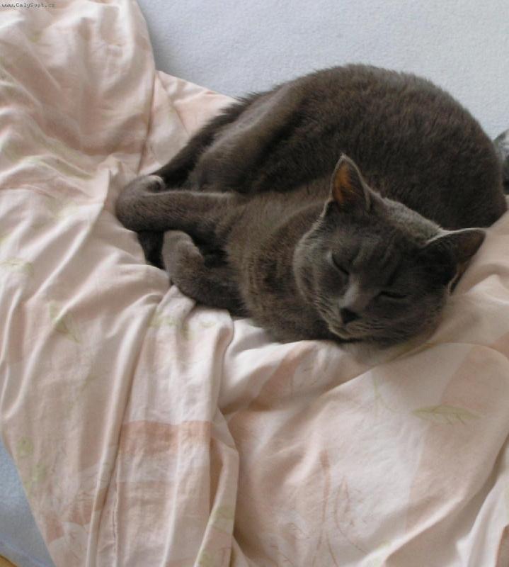 Foto: Amy-To je naše Amy , ležící , spící