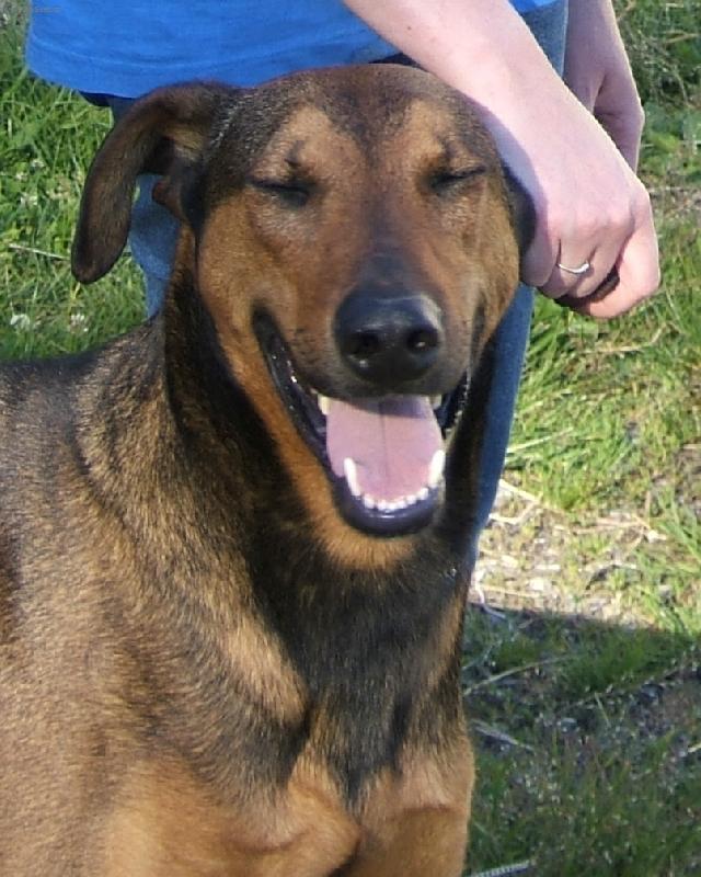 Foto: Eda je požitkář-Dobrman x n.ovčák