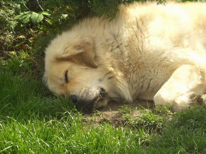 Foto: Spící princ:-)-Tibetská doga Apollo
